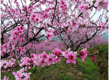 假如我是一棵树现代诗歌大全鉴赏2