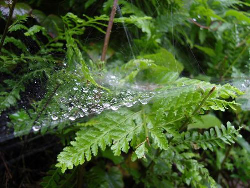 描写春雨的诗句,形容春雨绵绵的古诗精选