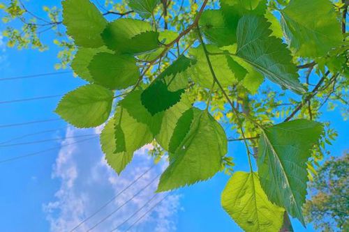 关于夏天干净温柔的句子  夏天唯美的句子