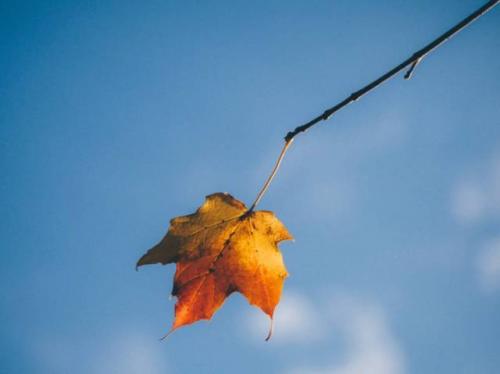 秋天的唯美句子 描写秋天景色优美句子