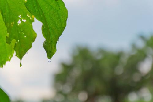 关于雨后的优美句子