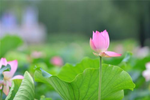 关于荷花的优美句子