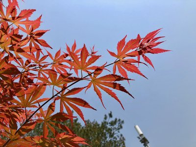 表示伤感的秋天句子