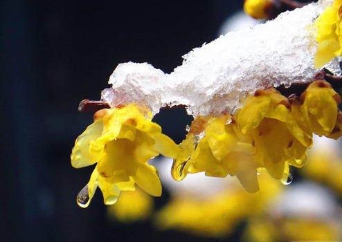 适合下雪天发的朋友圈句子 下雪的场景怎么发朋友圈