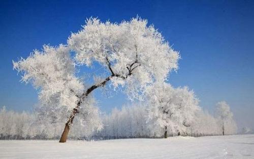 赞美雪的有意境的句子