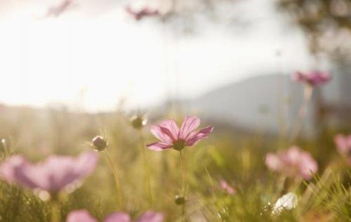 有关爱情的英语短句 唯美爱情的英文句子