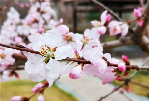 又是一年桃花开说说 桃花开了发朋友圈说说