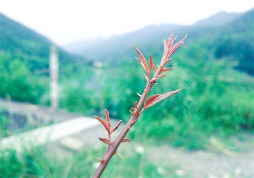 感叹人走茶凉的说说 人走茶凉的伤感说说