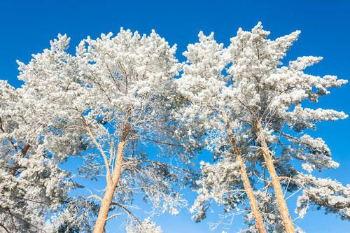 下雪天短信保暖问候语