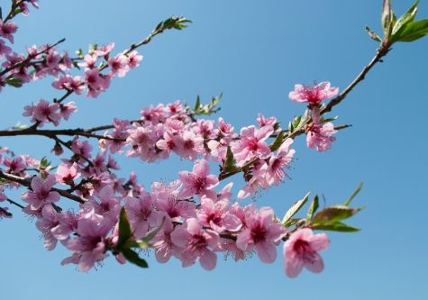 春天桃花开的唯美句子配图 朋友圈晒桃花开了句子