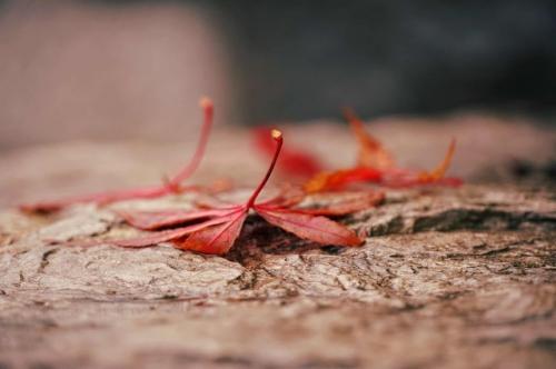 节哀的安慰语 安慰节哀顺变的短句