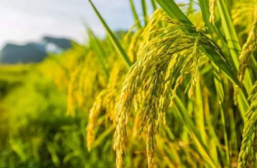 割稻谷的朋友圈说说 形容秋天水稻成熟的句子
