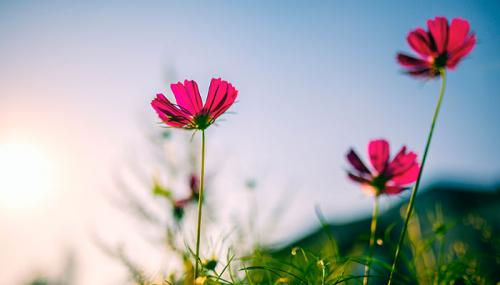 看花漂亮心情的短句赏花经典短句集合句