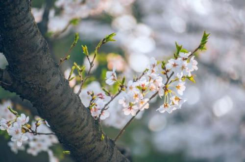 春暖花开的句子描写春天的简短美句