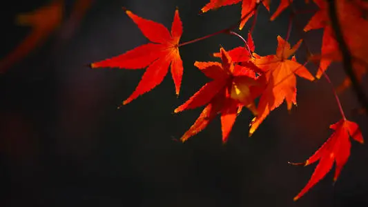 心态好的简短经典句子 让人拥有好心态的文案