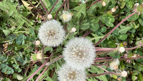 蒲公英的句子发朋友圈 抖音最流行的蒲公英的句子