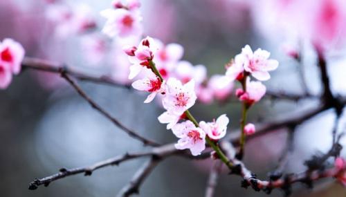 关于桃花的唯美句子赞美桃花的句子唯美短句